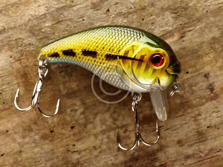Fishing tips for catching trophy bass