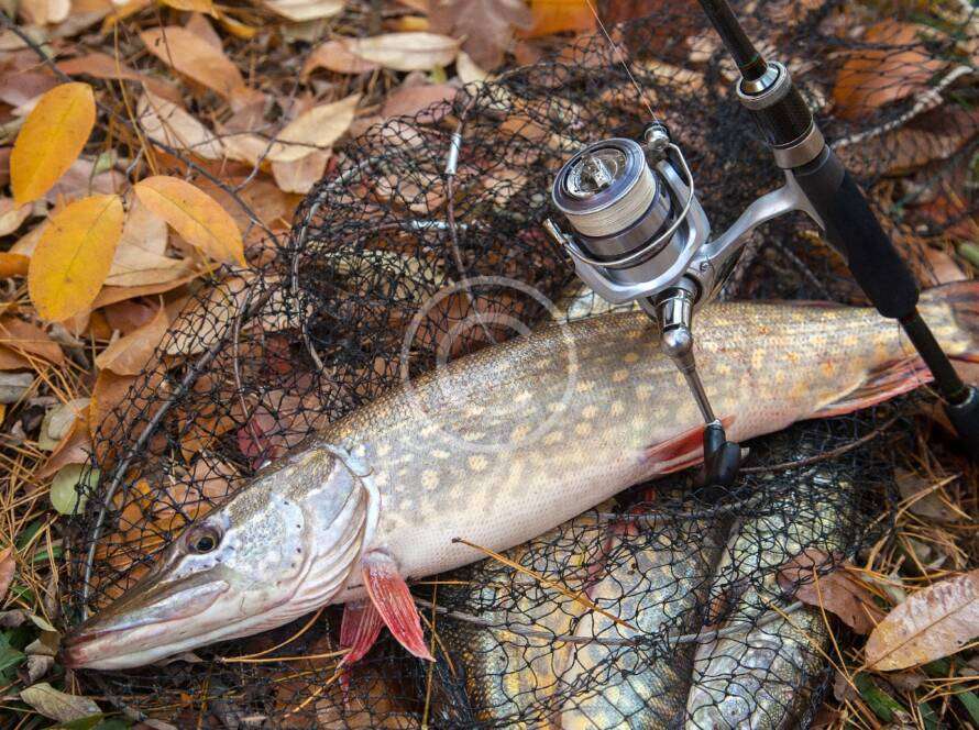 Fly fishing basics & techniques for beginners